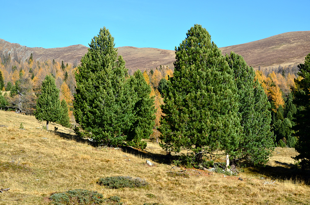 Pinus Cembra