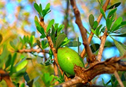 Les merveilles de l'huile d'Argan