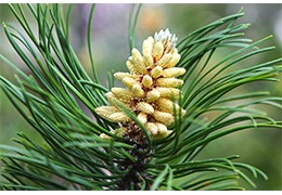 Le Pinus cembra (Pin d'arolles)